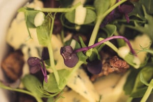 The Star Inn dish at Pub in the Park Marlow 2017 - blue cheese and chicory salad